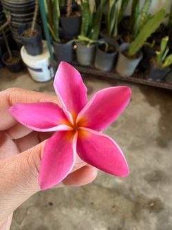 Cutting plumeria