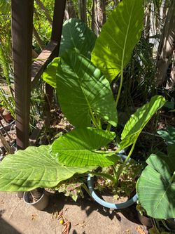 Plant