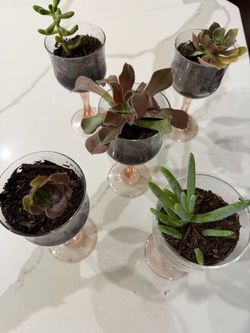 Wine glass succulents
