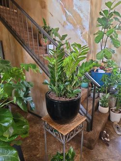 Large ZZ Plant In New 12in Ceramic Pot
