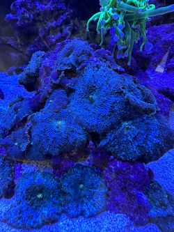 Fake Purple Blue Rhodactis Mushroom Coral Reef