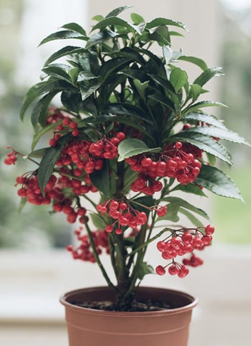 Christmas Berries Plants