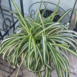 Spider Plant 