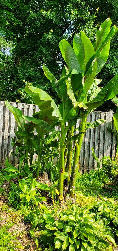 Bananas Bananas And More Banana Plants 