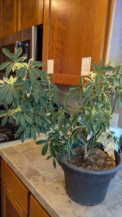 Indoor plants