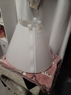 Dog Cone recovery