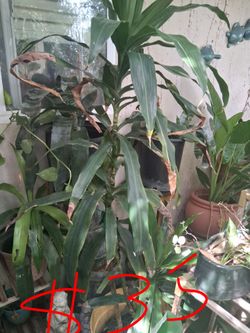 Plantas