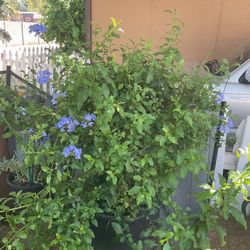 Leadwort Plumbago Plant 