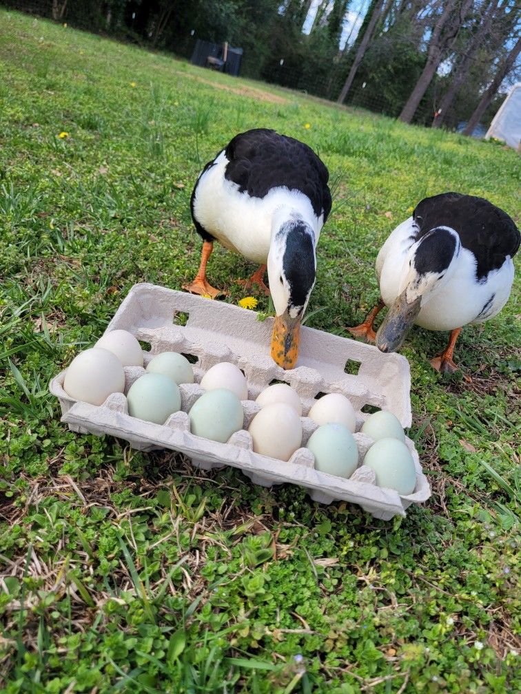 Magpie duck eggs for sale