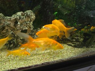 Large gold fish