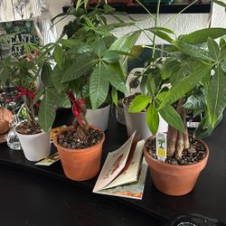 Money Tree Plants (Pachira Aquatica)