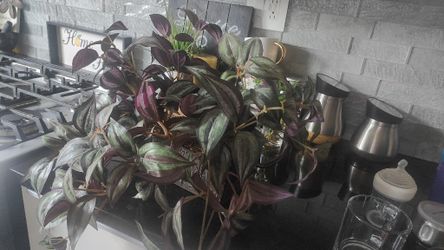 Fake Plant