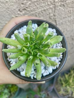 Sempervium oddity