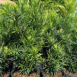 Podocarpus 3gl 🌿🌿$6