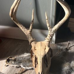 Authentic Deer Skull
