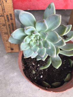 Medium Succulent Plant