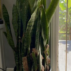 Snake Plant
