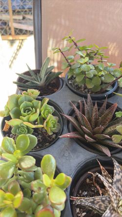Succulents