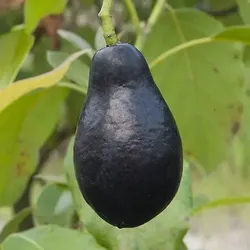 Mexicola Avocado Tree