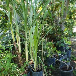 Sugarcane Tree