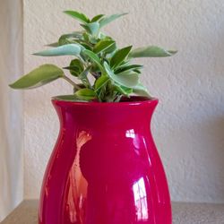 Healthy Beautiful Indoor Plant(Peperomia)