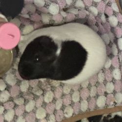 Guinea Pig Pet Free To a Good Home. 