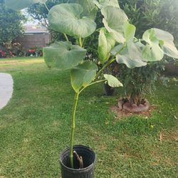 Yerva Santa Plant Medesinal