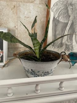 Small snake plant with pot