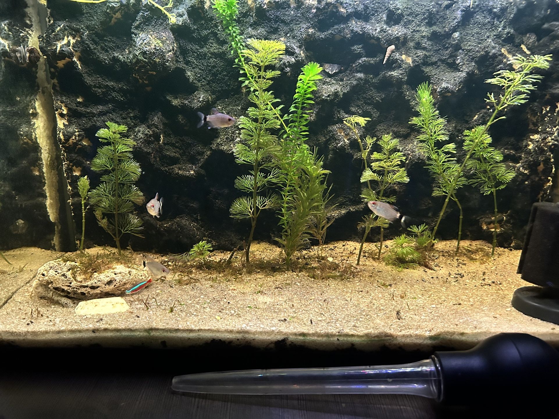 Fish Tank Decoration (check Description) NEED GONE ASAP