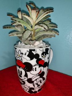 BOSSES WEEK- succulent special $15 each mug ❣️