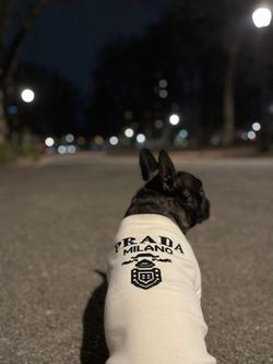 Prada Dog Sweater for Sale in Brooklyn, NY - OfferUp