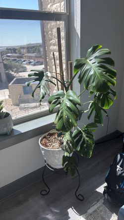 Monstera Albo!!