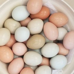 Fresh Organic CHICKEN EGGS . 