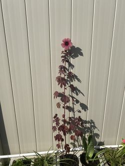 Flor De Jamaica ….beautif