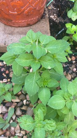 Holly basil
