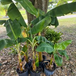 Banana  Tree