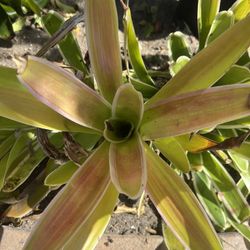 Bromeliads