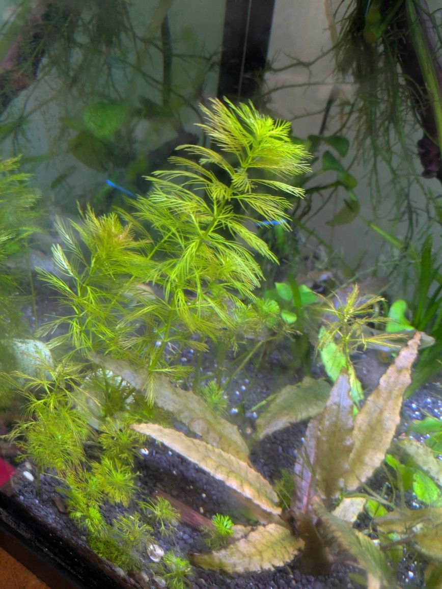 Aquarium Plants 4 X $5 