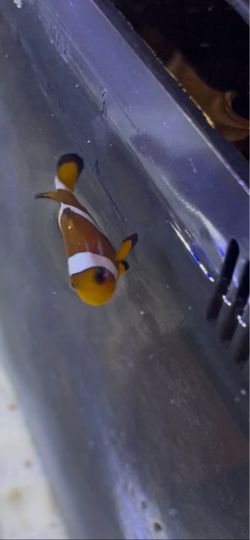 Clownfish setup (Nemo included!!)