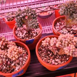 Korean Succulent 