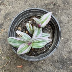 Pink Tradescantia Nanouk Plant $10