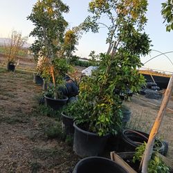 We Dig Out Tree Stumps Cut And Remove Trees 