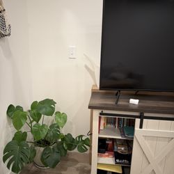 Houseplants with Pots for Sale