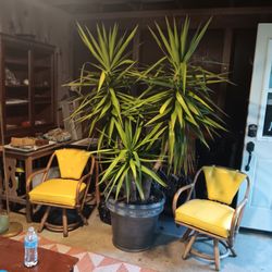 2larg palm's one ponytal