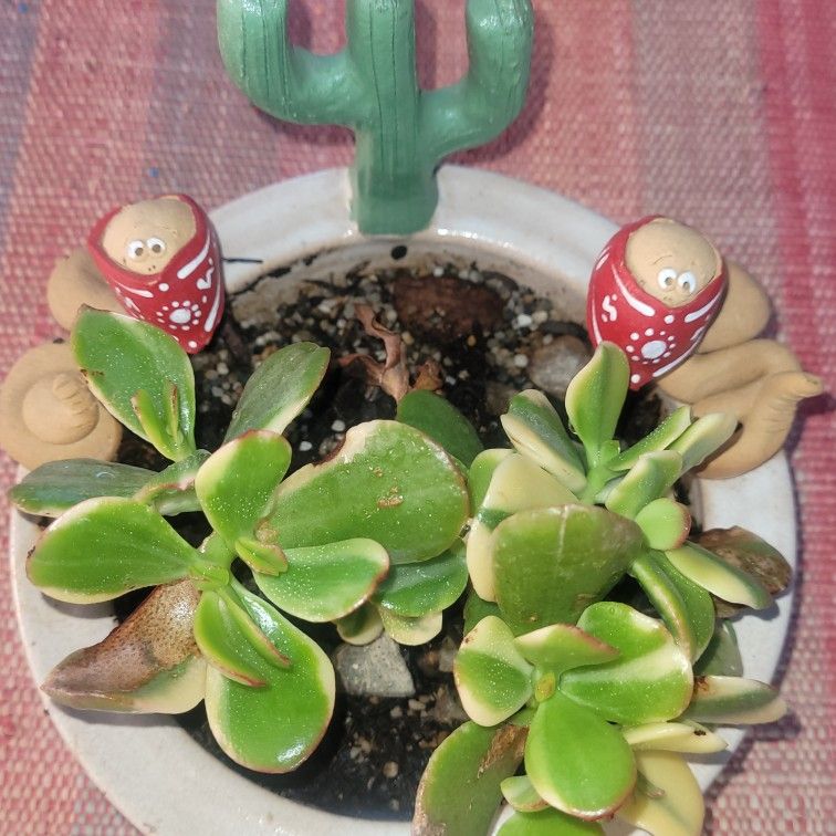 Real Succulent Plants
