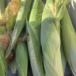 Elote  Prieto  A 18 La Docena 