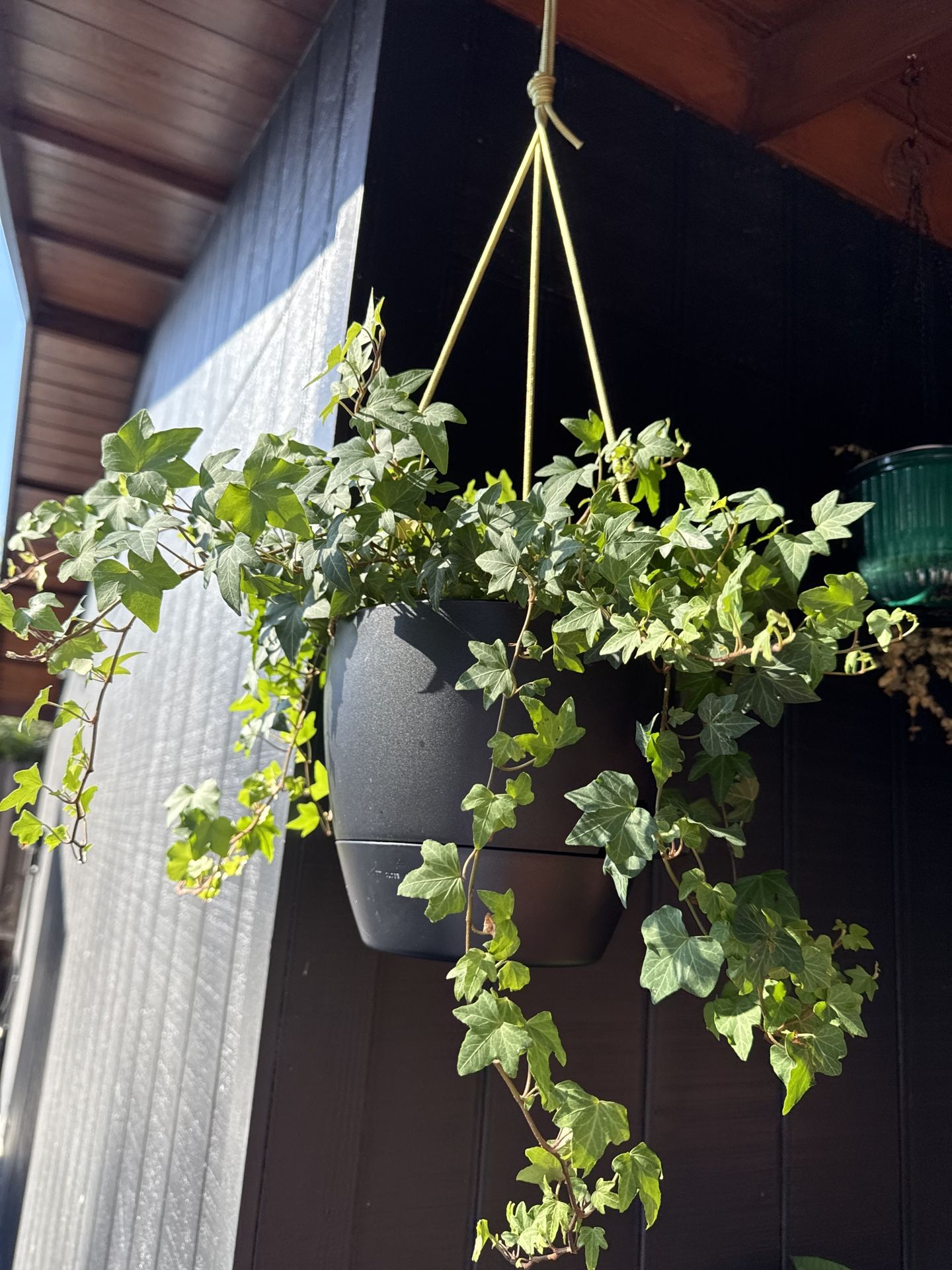 Ivy Plant In A Hanging Pot