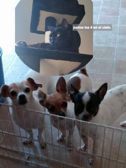 Bed for dogs..FREE