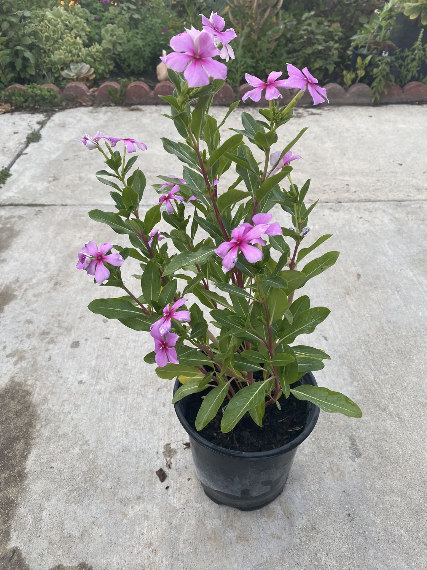 Beautiful flower plant 🌱, 1 gallon pot