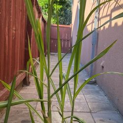 Sugarcane Plants 